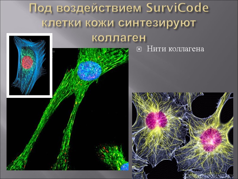 Под воздействием SurviCode клетки кожи синтезируют коллаген Нити коллагена